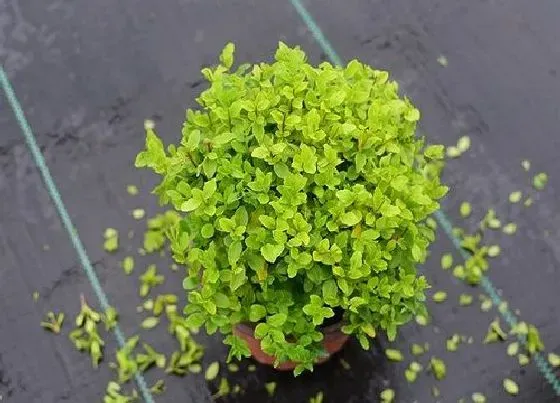 植物百科|女贞是什么植物