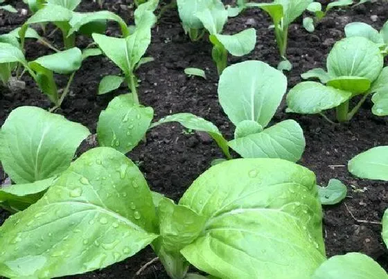 种植方法|上海青的种植方法和时间