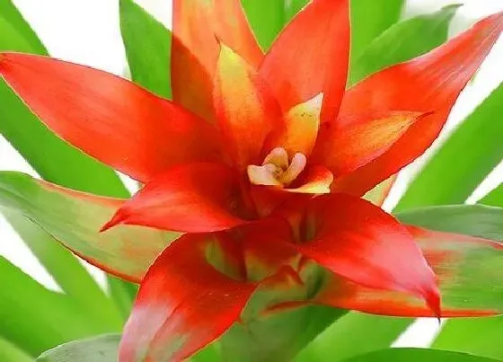 植物百科|办公室大型花卉有哪些