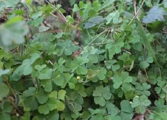 植物百科|酸浆草又叫什么名称