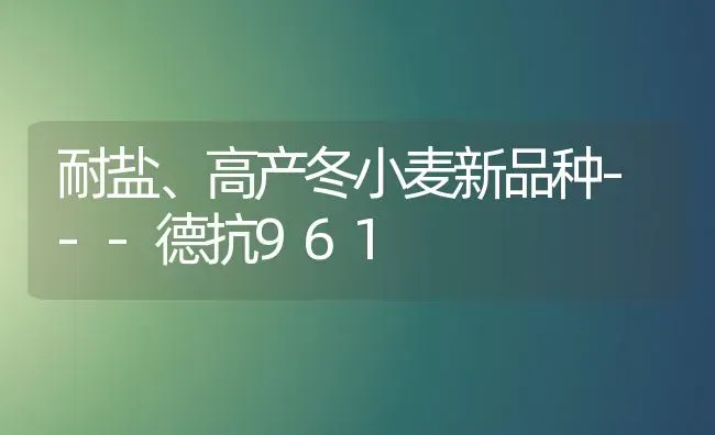 耐盐、高产冬小麦新品种---德抗961 | 粮油作物种植