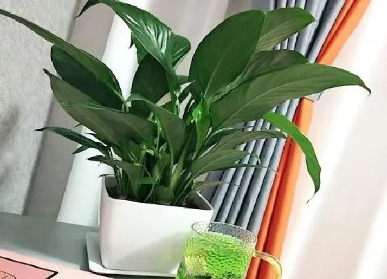 植物百科|办公室大型花卉有哪些