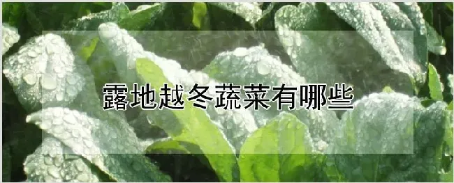 露地越冬蔬菜有哪些 | 养殖技术