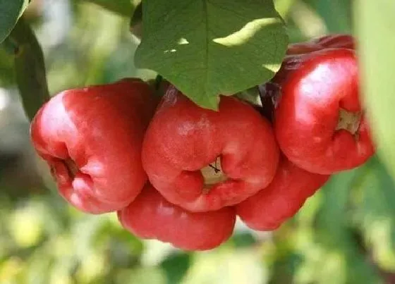 果实科普|莲雾多久开花结果