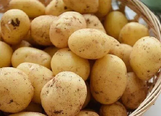 果实成熟|土豆几月份收获