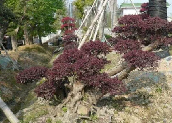 盆景|红继木下山桩怎么养护