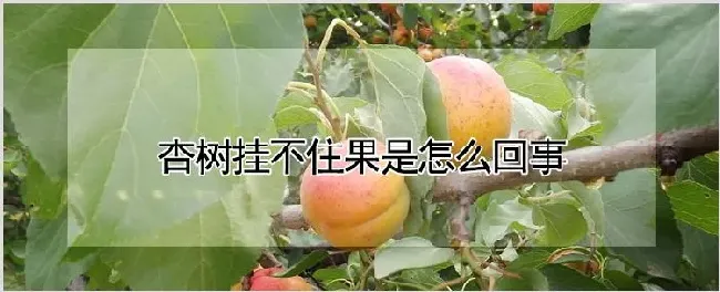 杏树挂不住果是怎么回事 | 农业技术