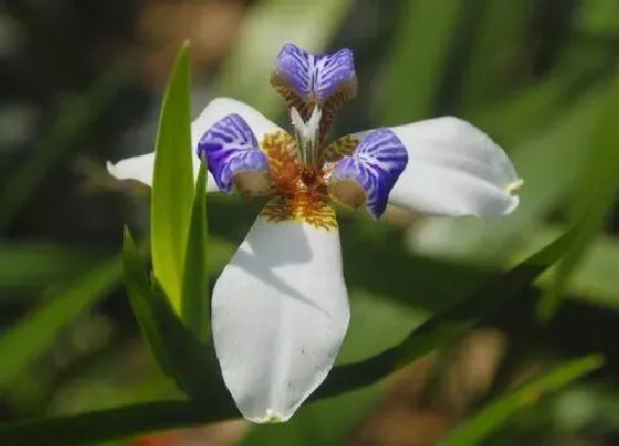 习性特点|兰花草开花是什么样子的 开花时间与寓意