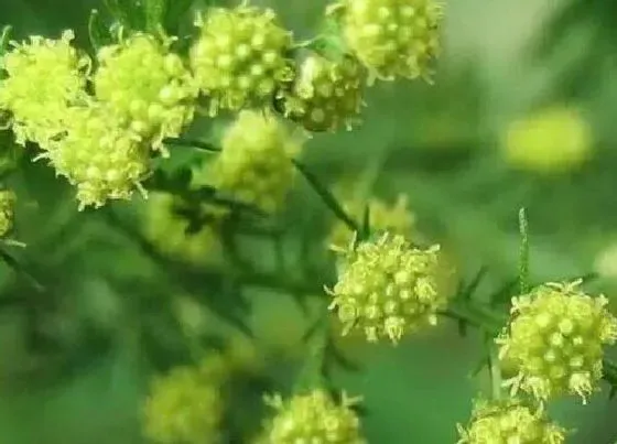 植物种类|黄花蒿是蕨类植物吗