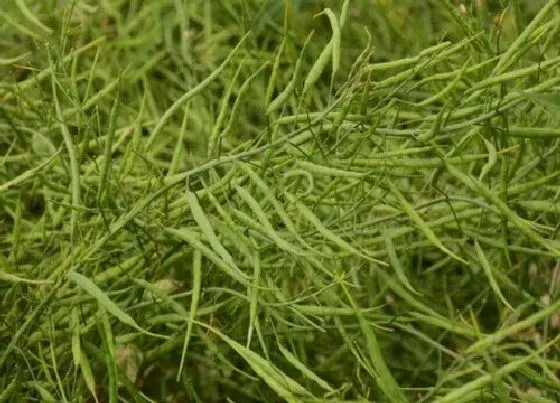 种植管理|油菜籽的种植方法和时间