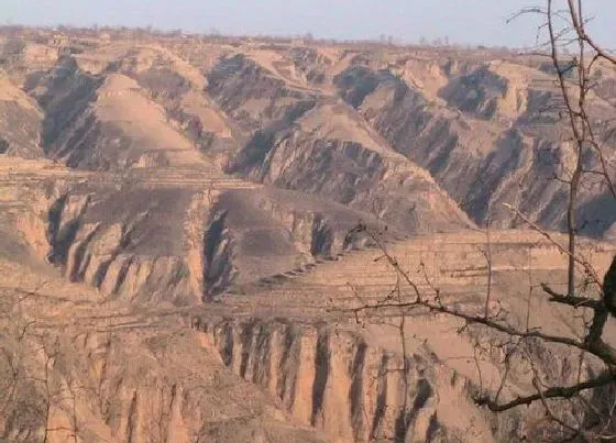 种植土壤|黄土是什么土