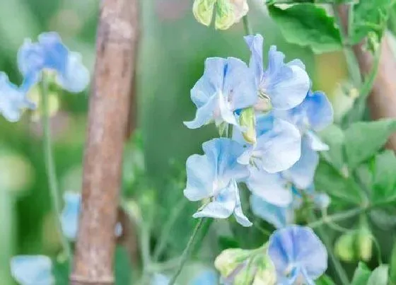 花语|什么花的花语是离别的爱情