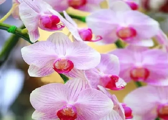 送花|结婚纪念日送什么花 周年纪念适合给老婆的四种鲜花