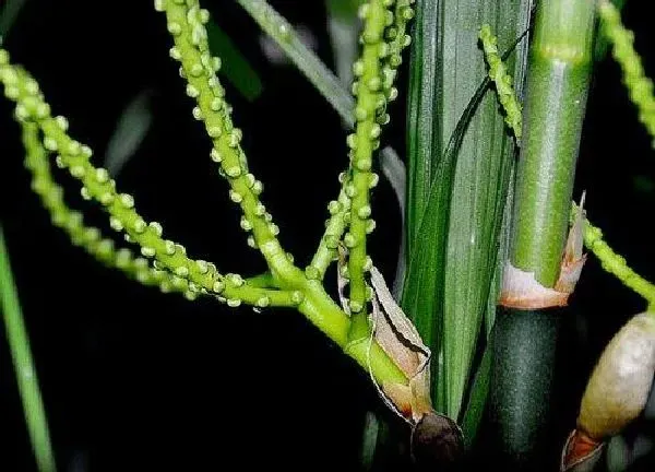 植物浇水|夏威夷椰子怎么浇水方法