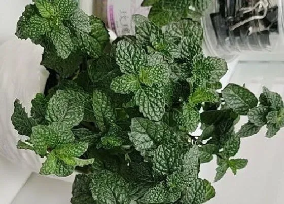 植物修剪|盆栽薄荷怎么修剪方法
