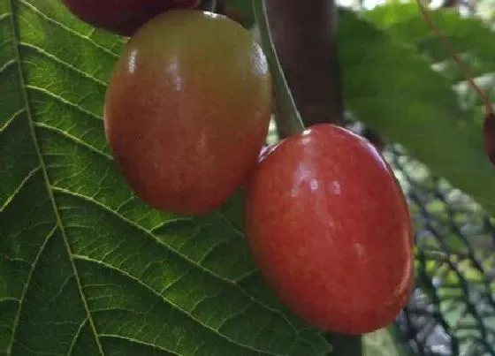 种植管理|俄罗斯八号几年结果实
