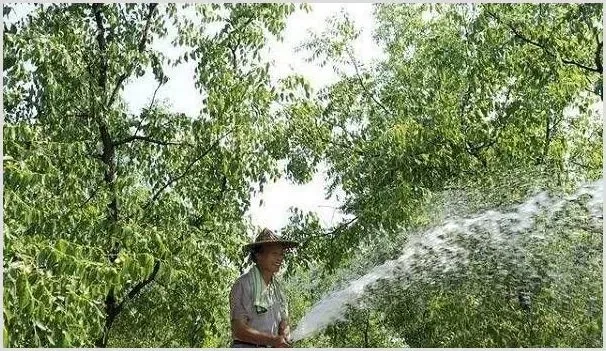 枣树想要保花保果？怎么做好措施 | 自然知识