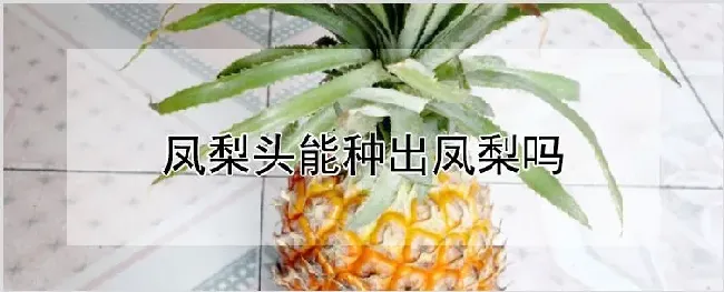 凤梨头能种出凤梨吗 | 农业科普