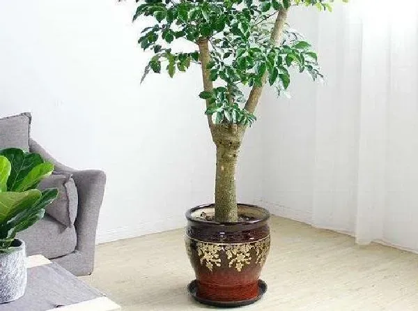 植物移栽|幸福树用深盆还是浅盆好 适合用多深的盆养殖