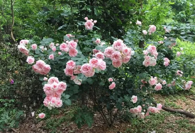 植物百科|灰姑娘月季的优缺点（藤本月季灰姑娘耐晒少刺香味浓）