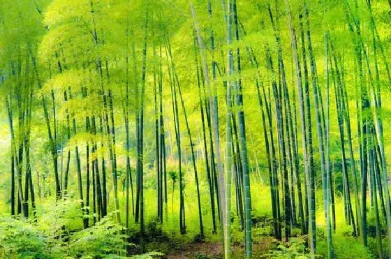 生长环境|竹子生长在哪里 喜欢长在什么地方