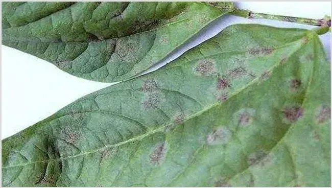 豆角煤霉病的防治方法 | 种植技术