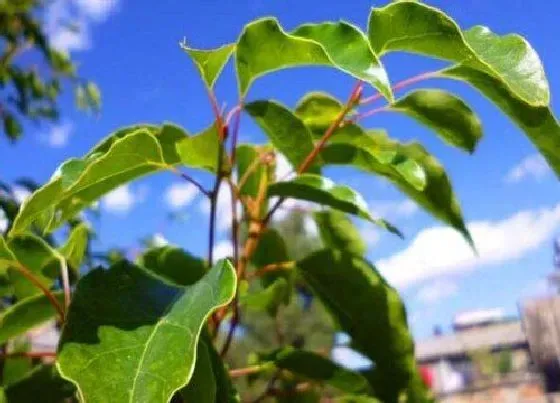 植物百科|香樟是什么植物