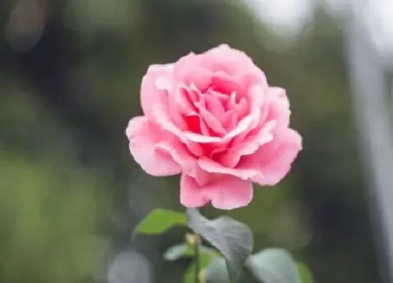 花语|粉玫瑰的花语和寓意