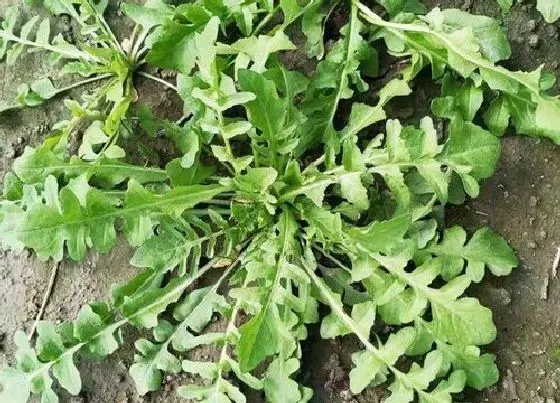 植物百科|荠菜和荠荠菜一样吗 长什么样子（图片区别）