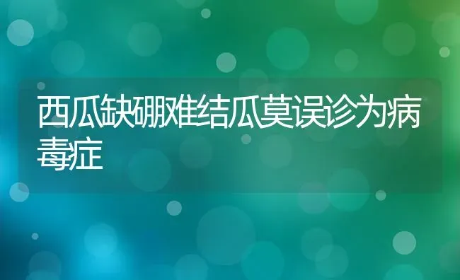 西瓜缺硼难结瓜莫误诊为病毒症 | 瓜果种植