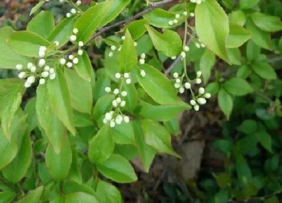 食用科普|白芷是热性还是凉性