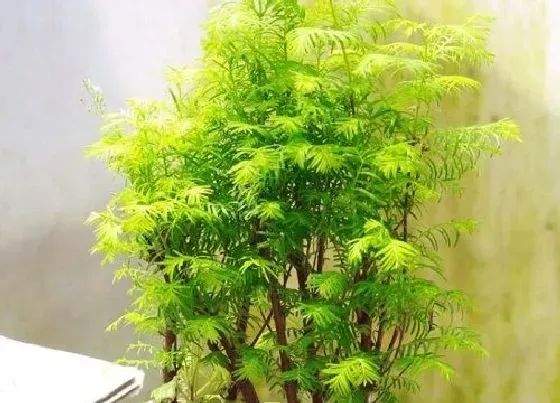 植物寓意|水杉树的风水寓意和摆放位置