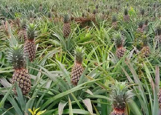 植物产地|菠萝原产地在哪里