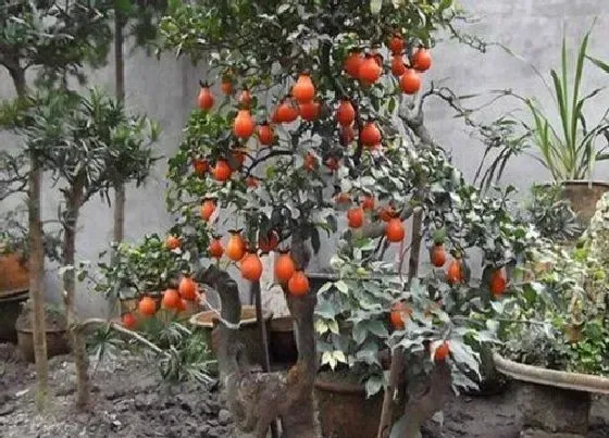 植物排行|名贵的金弹子品种