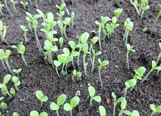 植物修剪|菜苗徒长怎么办