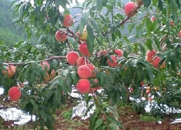 植物移栽|桃树移栽时间和方法 一年桃树苗的最佳移栽时间