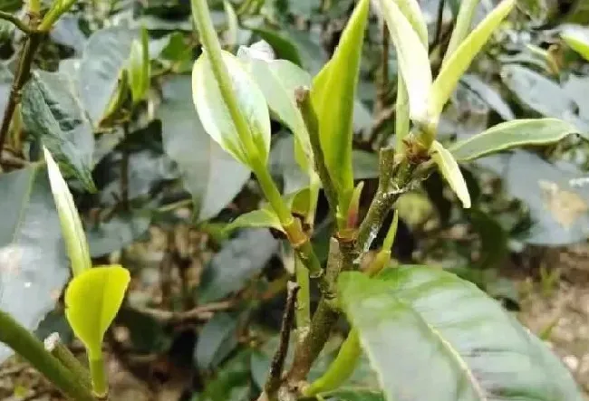 习性特点|台地茶和古树茶的区别照片