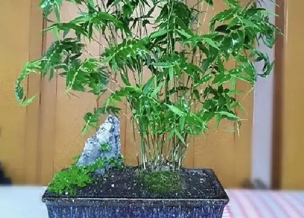 盆景|竹子盆栽怎么养殖