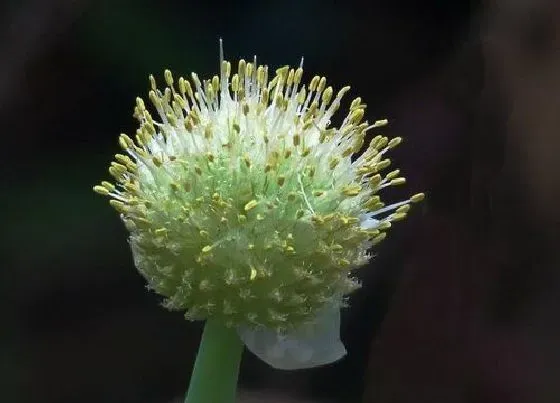 植物百科|葱头开花吗 开花什么样子