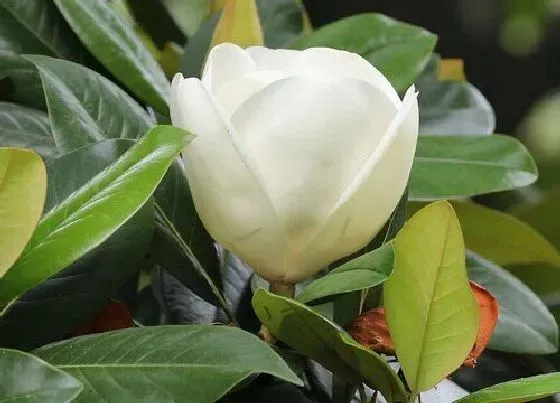 花卉百科|潮州的市花是什么花