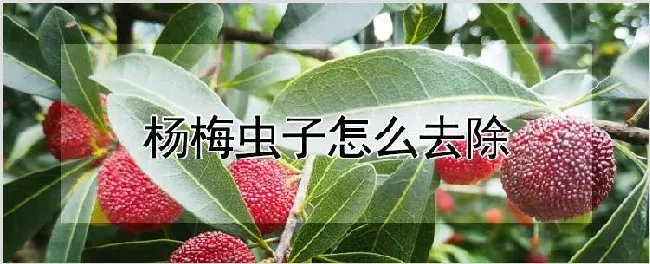 杨梅虫子怎么去除 | 耕种资料