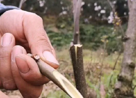 植物嫁接|果树的嫁接方法和时间 5种果树嫁接方法的技术讲解