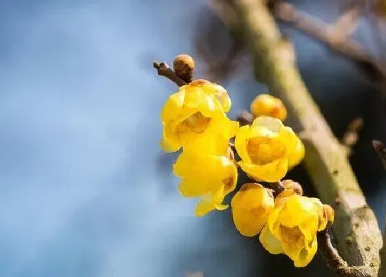 植物百科|梅花长在什么地方