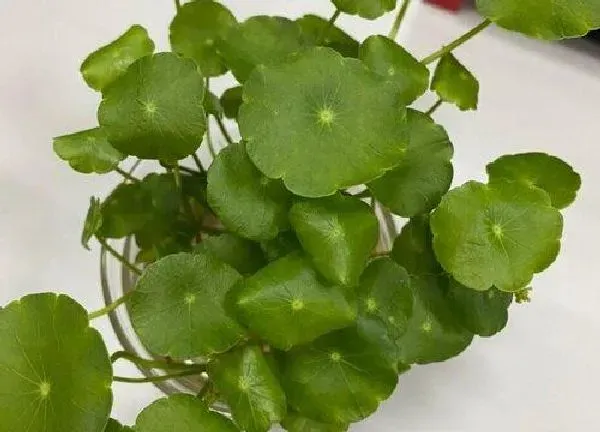 养殖方法|铜钱草水培好还是土培好