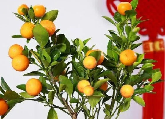 植物修剪|橘子树怎么修剪方法