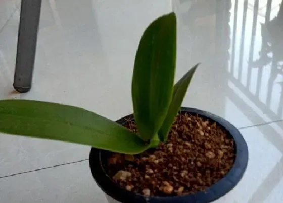 植物施肥|蝴蝶兰施什么肥最好