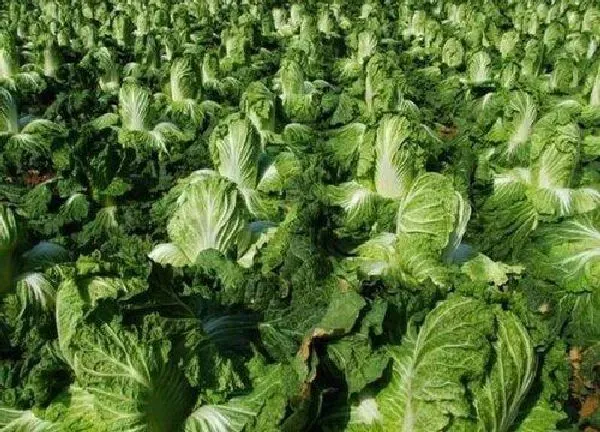 植物浇水|白菜怎么浇水 正确的浇水方法与要点