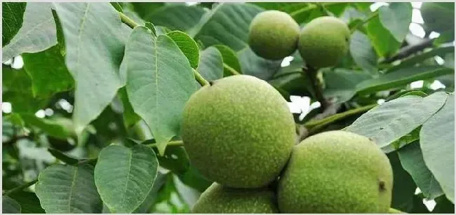保花保果农药最佳配方推荐 | 种植技术