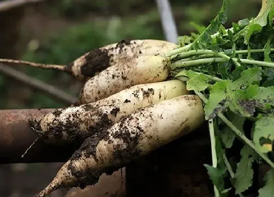 植物播种|白萝卜什么时候播种最好