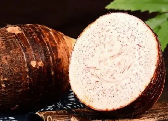 食用常识|芋头一天吃几个最好 最好什么时间吃